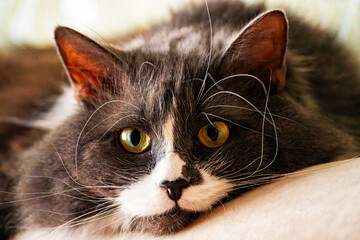 A lying smoky cat and looking forward