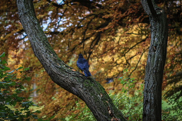 crow sits among the trees in autumn's colorful leaves 