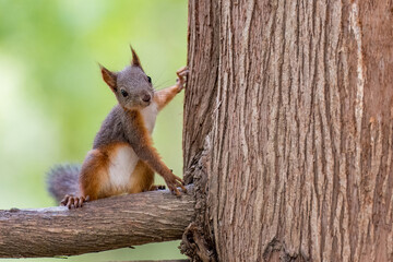 Funny brown squirrel sitting on a branch
