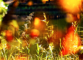 Grass on the lake in bright autumn