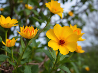 Bright yellow flowers blooming in a lush garden during the spring season, creating a vibrant natural landscape
