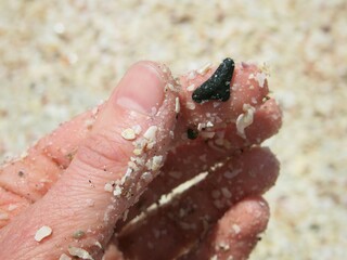 Found Shark Tooth on Sandy Florida Beach