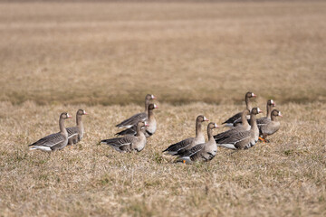 Greater white-fronted geese foraging during spring migration stop. Greater white-fronted geese...