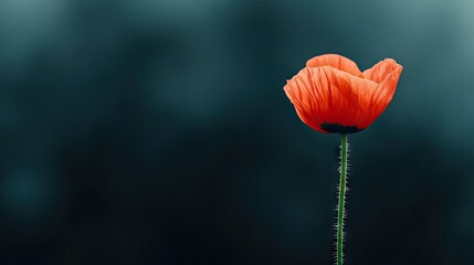 A striking orange poppy flower stands out against a blurred monochrome background, symbolizing remembrance and beauty in nature