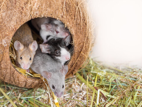 Colorful little house mice sit in a coconut house with straw. Animal for research, experiments, field pest, pet, pet shop, animal care