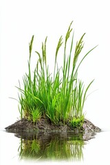 Green grass clump reflected in water.