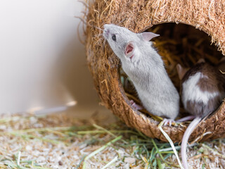 Gray satin mouse and coconut house with straw. Animal for research, experiments, field pest, pet, pet shop, animal care