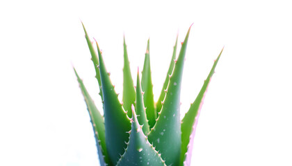 Close-up of fresh aloe vera leaves for health care and cosmetics