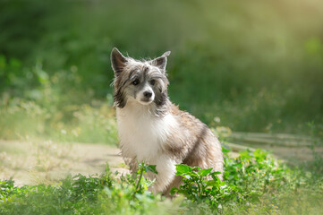 chinese crested dog beautiful puppy portrait standing on green blurred natural background