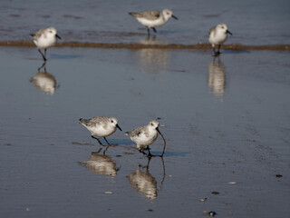 Sanderling running away with a freshly caught worm