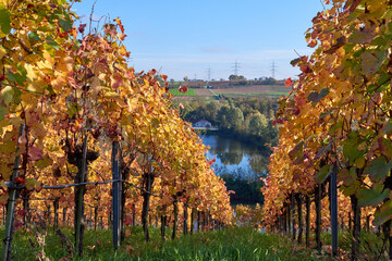 Obraz premium Picturesque Autumn Vineyards on European River Slopes: Scenic Illustration of Wine Country Landscape. Golden Foliage, Blue Sky, and Green Grass Capture the Essence of Winemaking Regions