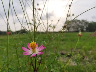 flowers with blur background for background or wallpaper.  kenikir flower
