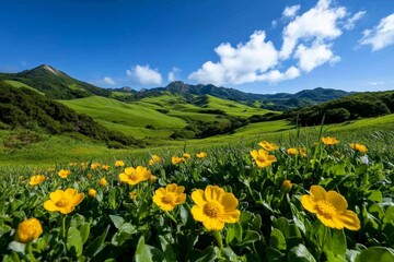 Fototapeta premium Rolling hills covered with lush green grass and clusters of blooming wildflowers under a sunny sky