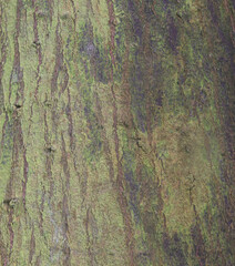 Beautiful close-up of the bark of podocarpus elatus