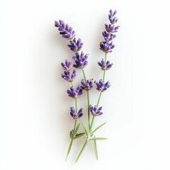 Obraz premium Lavender sprigs on a white background.