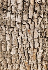 Obraz premium Trunk texture of the green ash or Red ash (Fraxinus) 