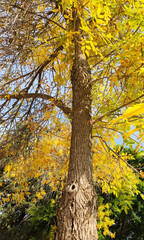 Fototapeta premium Tree of green ash or Red ash (Fraxinus) in autumn