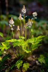 colorful flowers in the garden in spring