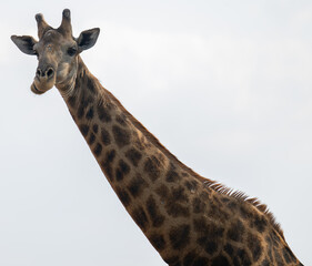 Afrikanische Tiere Giraffe im Busch vom Krüger National Park - Kruger Nationalpark Südafrika