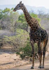 Afrikanische Tiere Giraffe im Busch vom Krüger National Park - Kruger Nationalpark Südafrika