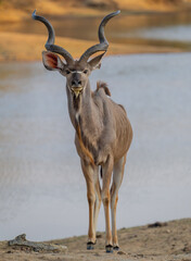 Afrikanische Tiere Männlicher groß Kudu Strepsiceros im Krüger National Park - Kruger Nationalpark Südafrika