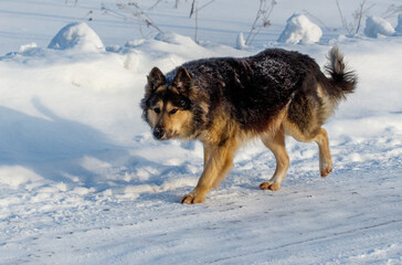 A dog is walking on a snowy road