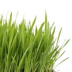 green grass isolated on white background