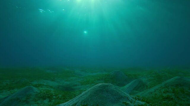 Hilly sandy seabed covered with Smooth ribbon seagrass, Cymodocea rotundata in the morning light, Forward movement over seabed in bright sunbeams at sunrise