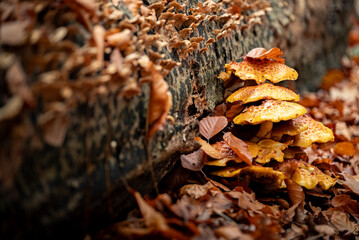 Autumn is the season of mushrooms, mushrooms under the leaves