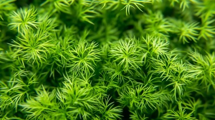 Close-Up of Lush Green Leaves: A Natural Texture