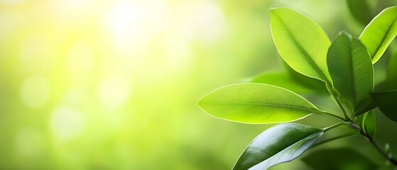 A close-up of green leaves against a soft, blurred bright background, suggesting a fresh and natural environment. Concept Close-Up Photography, Green Leaves, Soft Focus Background, Fresh Nature Vibe