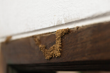 Close-up of wood with signs of damage from termites, highlighting the destructive impact on structural integrity.