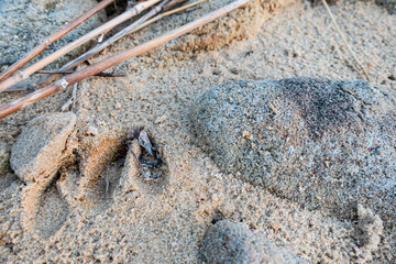 deer tracks on sand