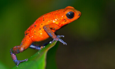 Dart Poison Frog, Blue Jeans, Oophaga pumilio, Dendrobates pumilio, Tropical Rainforest, Boca Tapada, Alajuela Province, Costa Rica, America