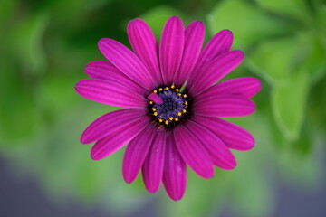 Obraz premium Macro shot of a lilac daisy
