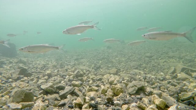 Freshwater fish Alburnos (Alburnus alburnus) under water in a reservoir, common carp and barbel.