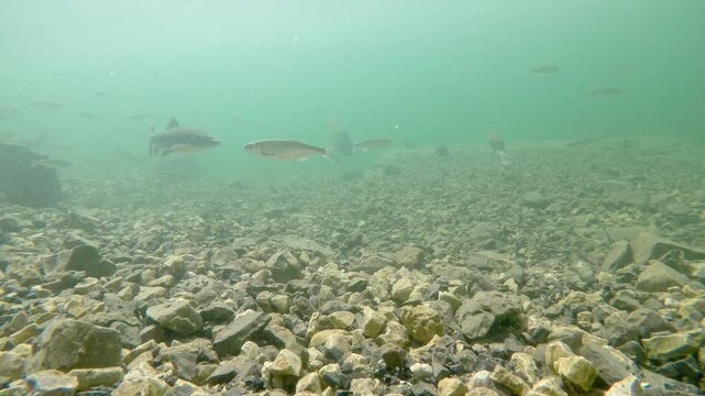 Freshwater fish Alburnos (Alburnus alburnus) under water in a reservoir attacked by a great crested grebe.