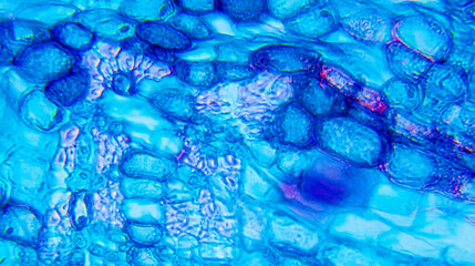 Tilia Stem under Optical Microscope