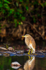 Indian Pond Heron, Ardeola grayii, Wetlands, Royal Bardia National Park, Bardiya National Park, Nepal, Asia