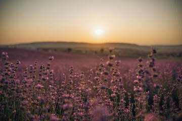 Blooming lavender field. Beautiful purple flowers. Regional organic cultivation.