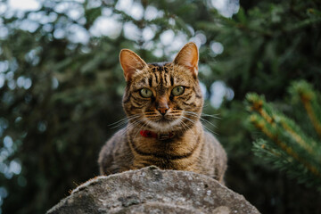 portrait of a cat in a collar