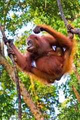 Orangutan, Pongo pygmaeus, Tanjung Puting National Park, Kalimantan, Borneo, Indonesia