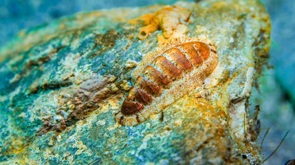 Chiton, Quiton, Sea Cradle, Suck-rock, Loricate, Cabo Cope-Puntas del Calnegre Natural Park, Mediterranean Sea, Region de Murcia, Murcia, Spain, Europe