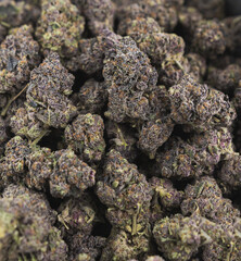 Close up of marjiuana buds