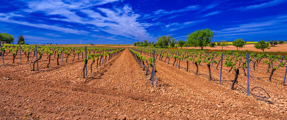 Valdepeñas Vineyards, Ciudad Real, Valdepeñas Denominación de Origen, Castilla La Mancha, Spain, Europe