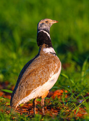 Little Bustard, Bustard, Tetrax tetrax, Mediterranean Forest, Castilla La Mancha, Spain, Europe