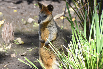 The swamp wallaby (Wallabia bicolor) is a small macropod marsupial of eastern Australia. The species name bicolor comes from the distinct colouring variation, Phillip Island, Victoria, Australia