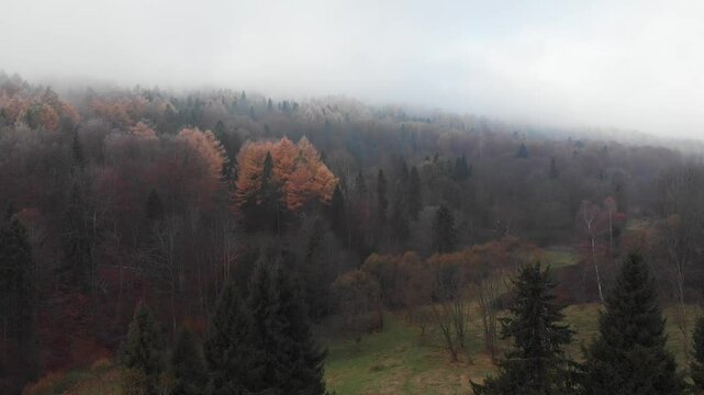 Nastrojowy, mglisty las w g&oacute;rach o poranku. Bieszczady, Podkarpacie, Ustrzyki Dolne, z drona