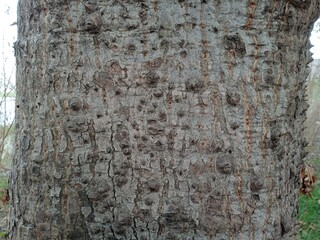 tree bark texture, tree bark background, bark of tree 