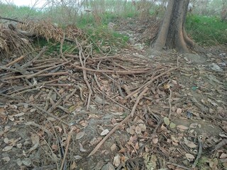 roots in the forest, forest inside photo